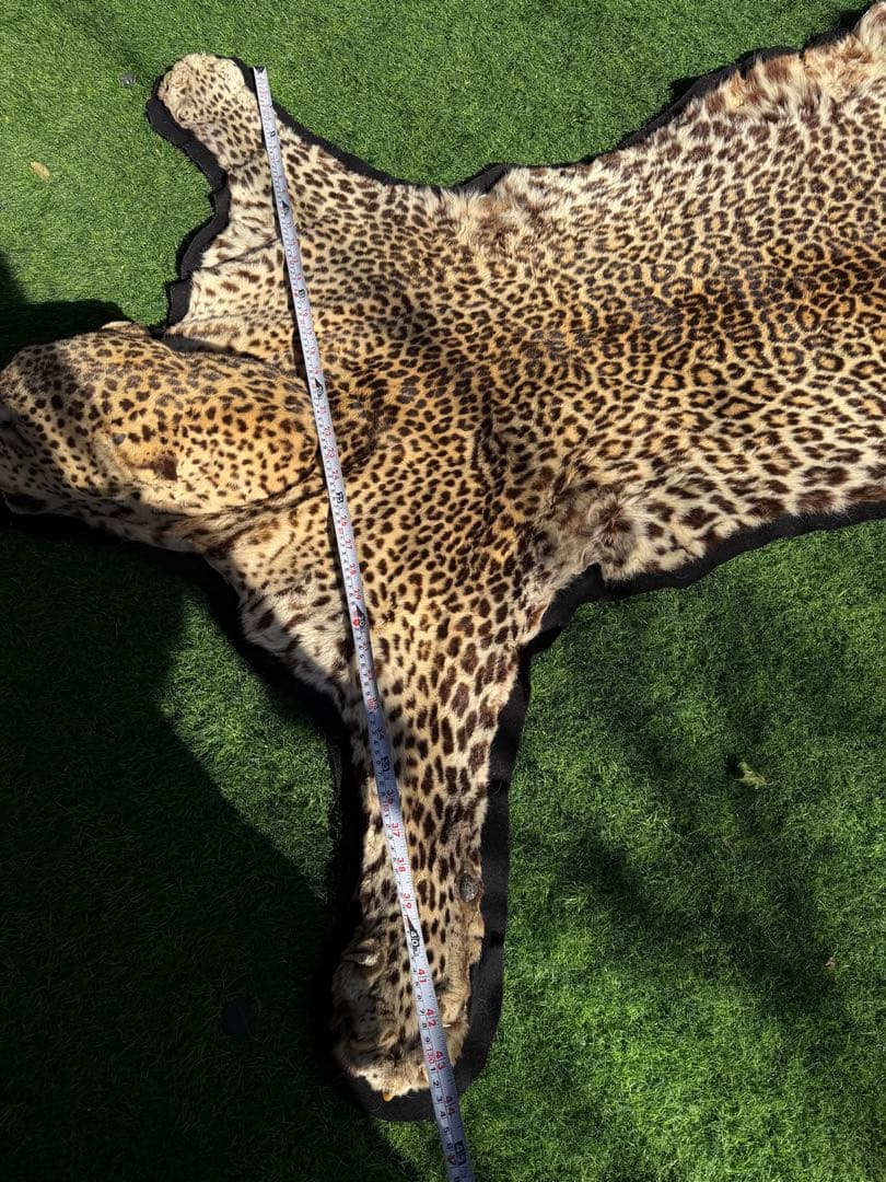 ヒョウの剥製 大型