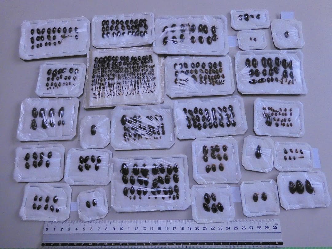 研究者向き　ゲンゴロウセット　ゲンゴロウ以外も含む