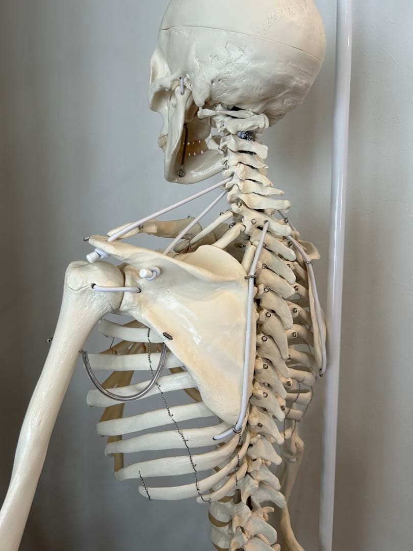 3B Scientific フランク・可動性改良型　人体骨格模型　最終価格