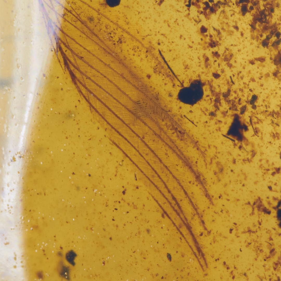 レア極上品 PA0026虫入り琥珀化石　ミャンマーカムティかタナイ9900万年前