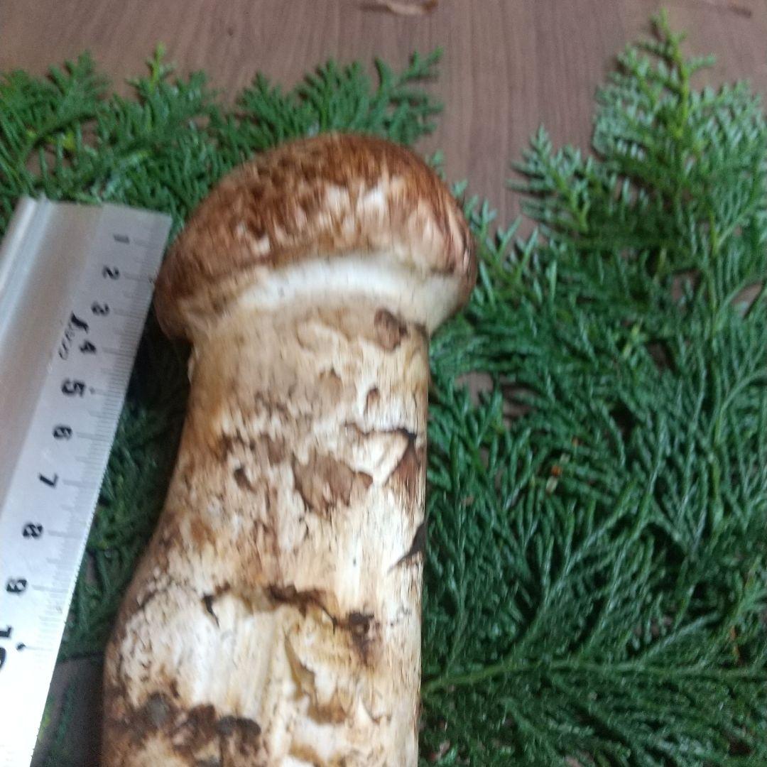 岩手県産 松茸 6-1