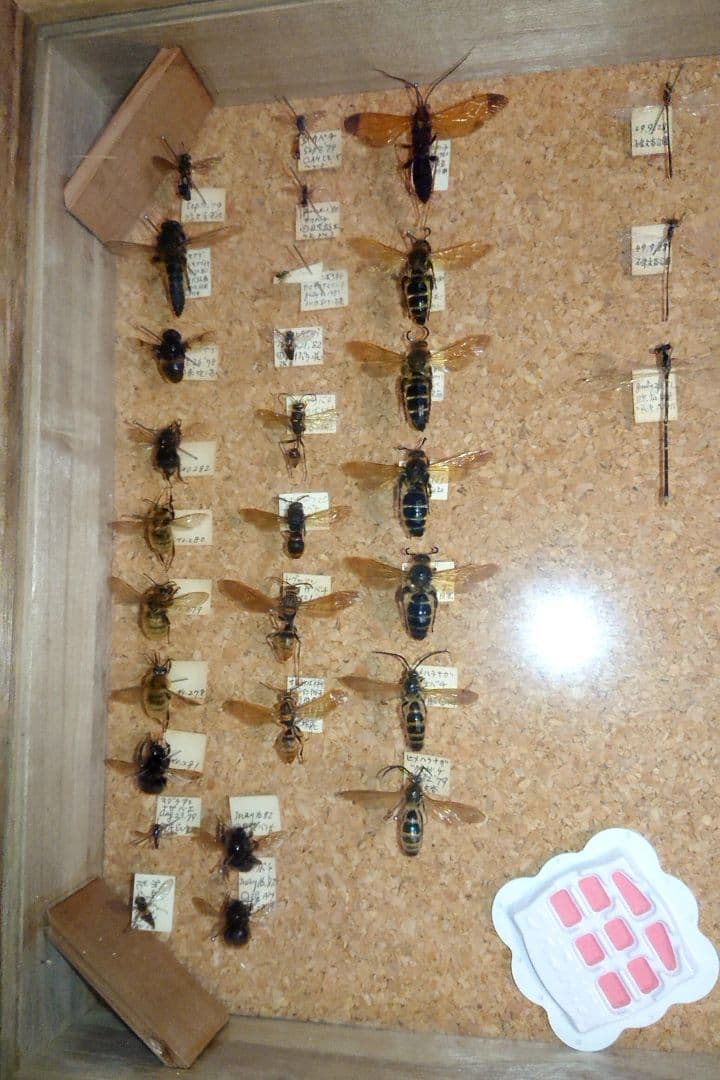 ③昆虫類トンボ カブトムシ 標本 2セット■大型標本箱 ドイツ箱 桐箱ケース付き