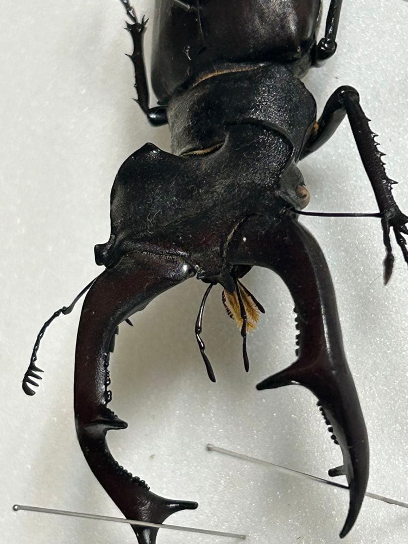 ヨーロッパミヤマクワガタ　85mm 野外品