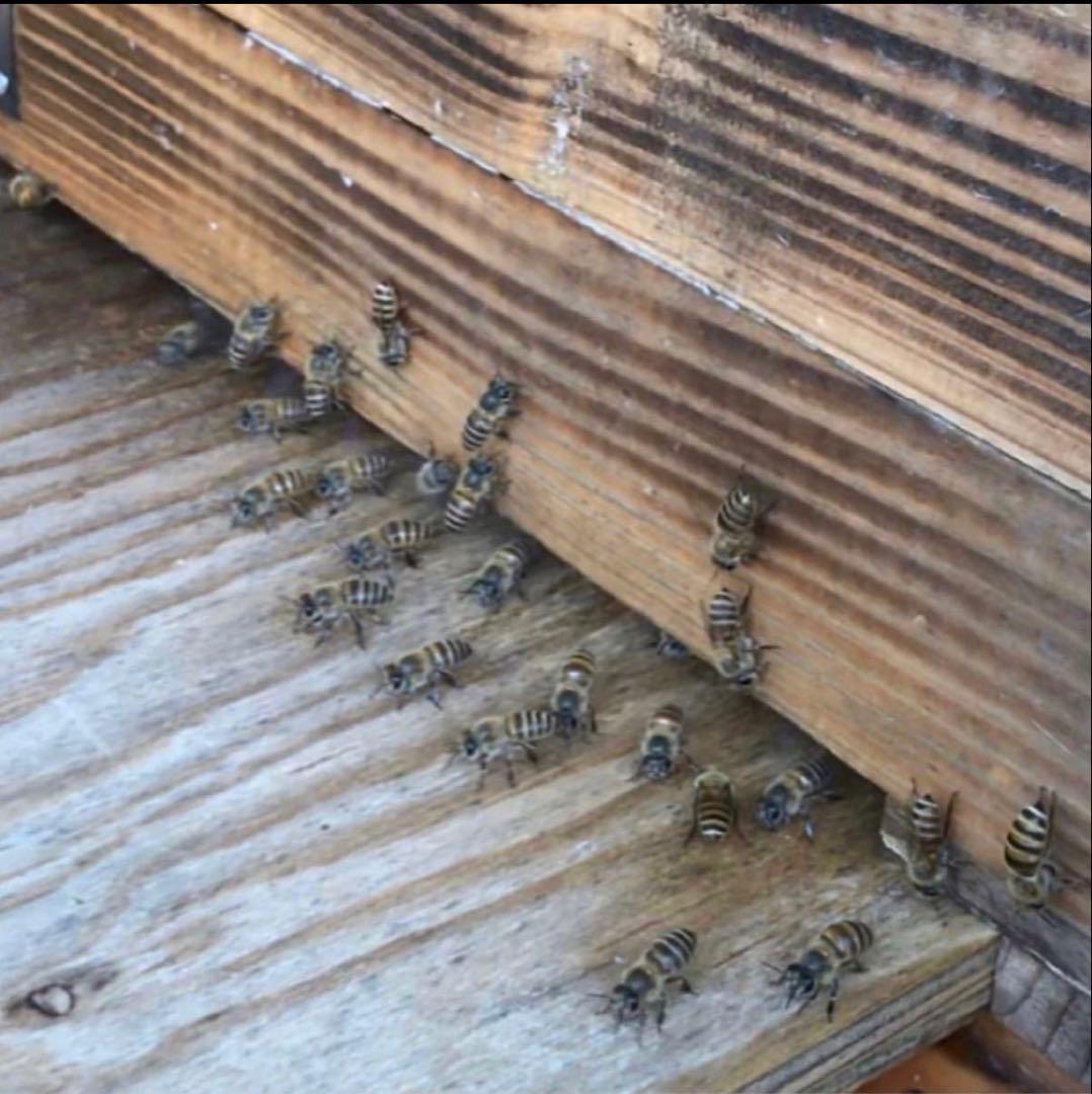 fu&hi 日本ミツバチの非加熱とろとろ生はちみつ×3クリーム50ml×1