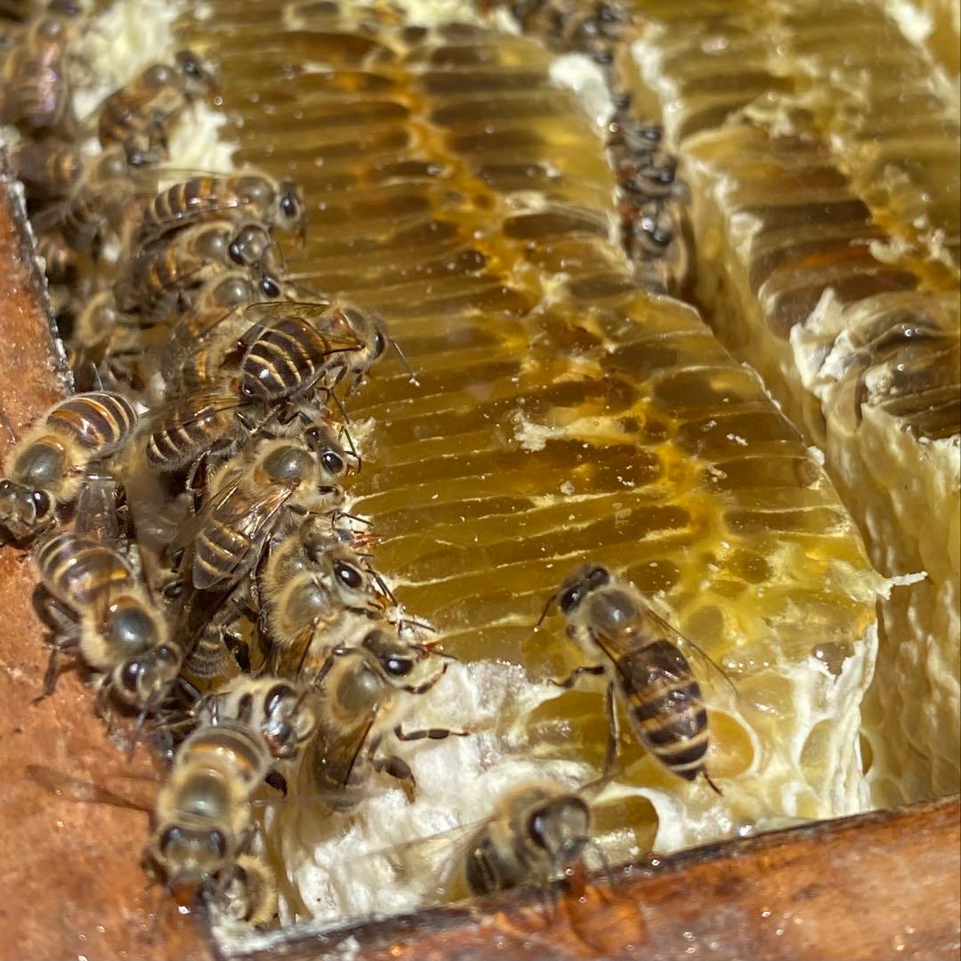 fu&hi 日本ミツバチの非加熱とろとろ生はちみつ×3クリーム50ml×1