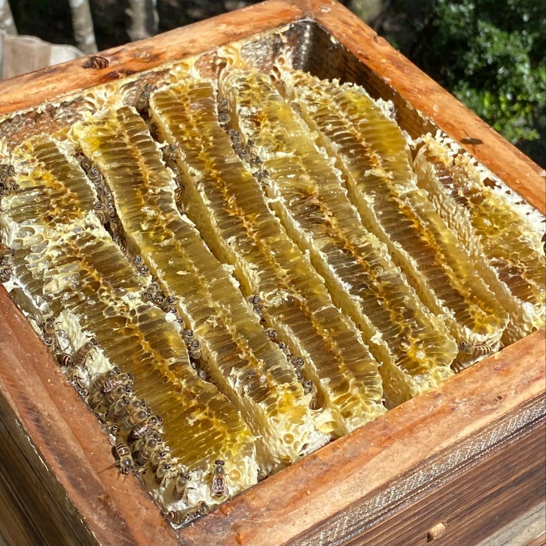 fu&hi 日本ミツバチの非加熱とろとろ生はちみつ×3クリーム50ml×1