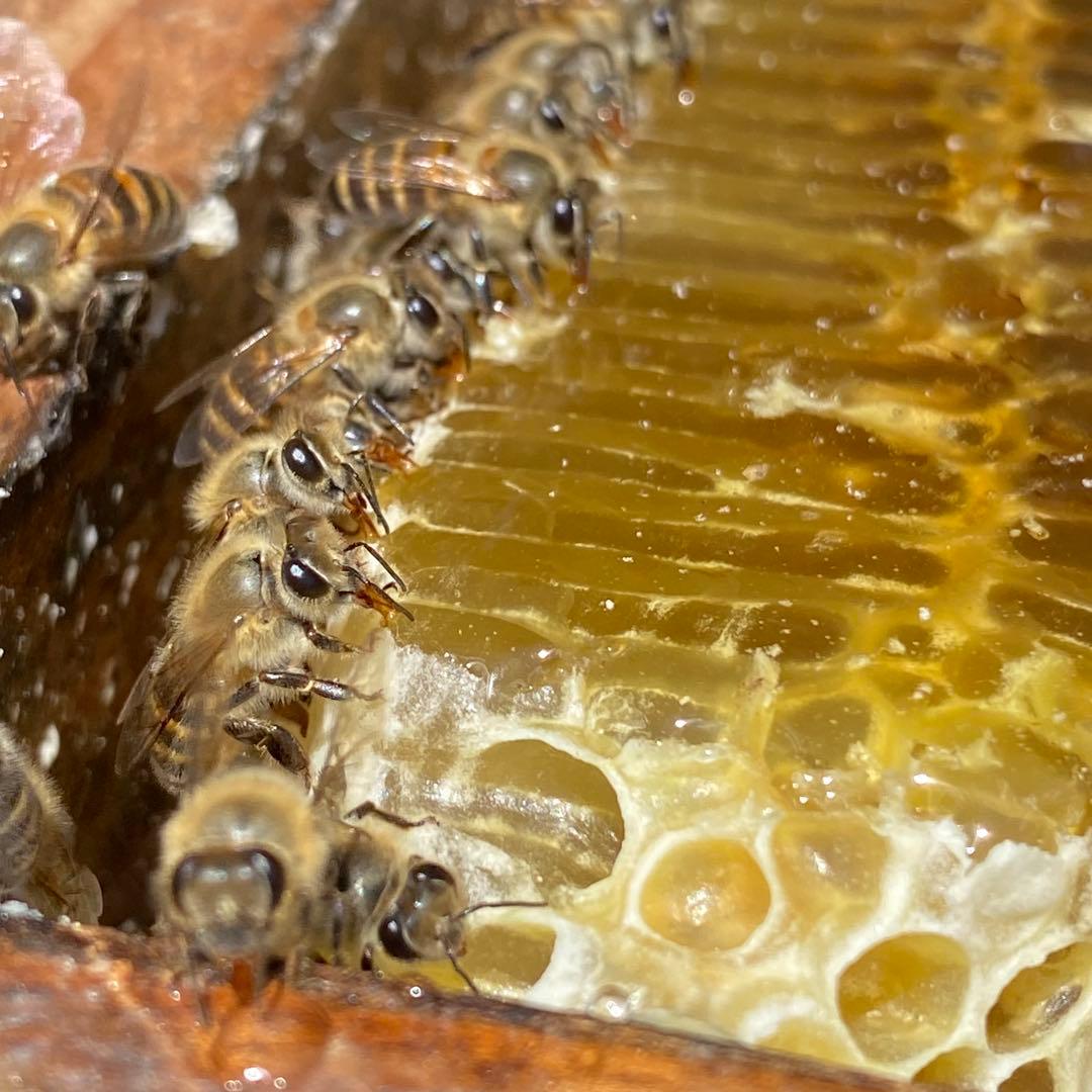 fu&hi 日本ミツバチの非加熱とろとろ生はちみつ×3クリーム50ml×1