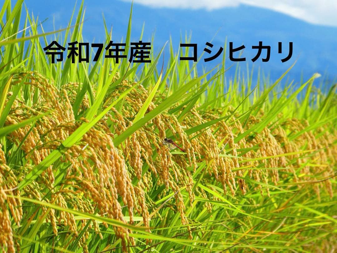 農家直送　10キロ　玄米　令和7年産コシヒカリ　福島県産①