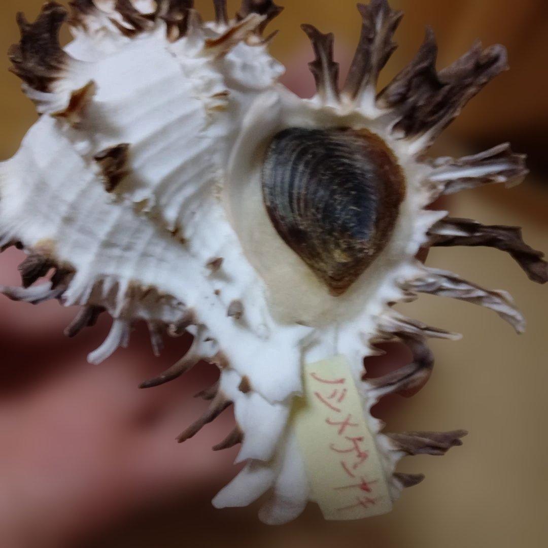 貴重♡♡天然貝殻型装飾品