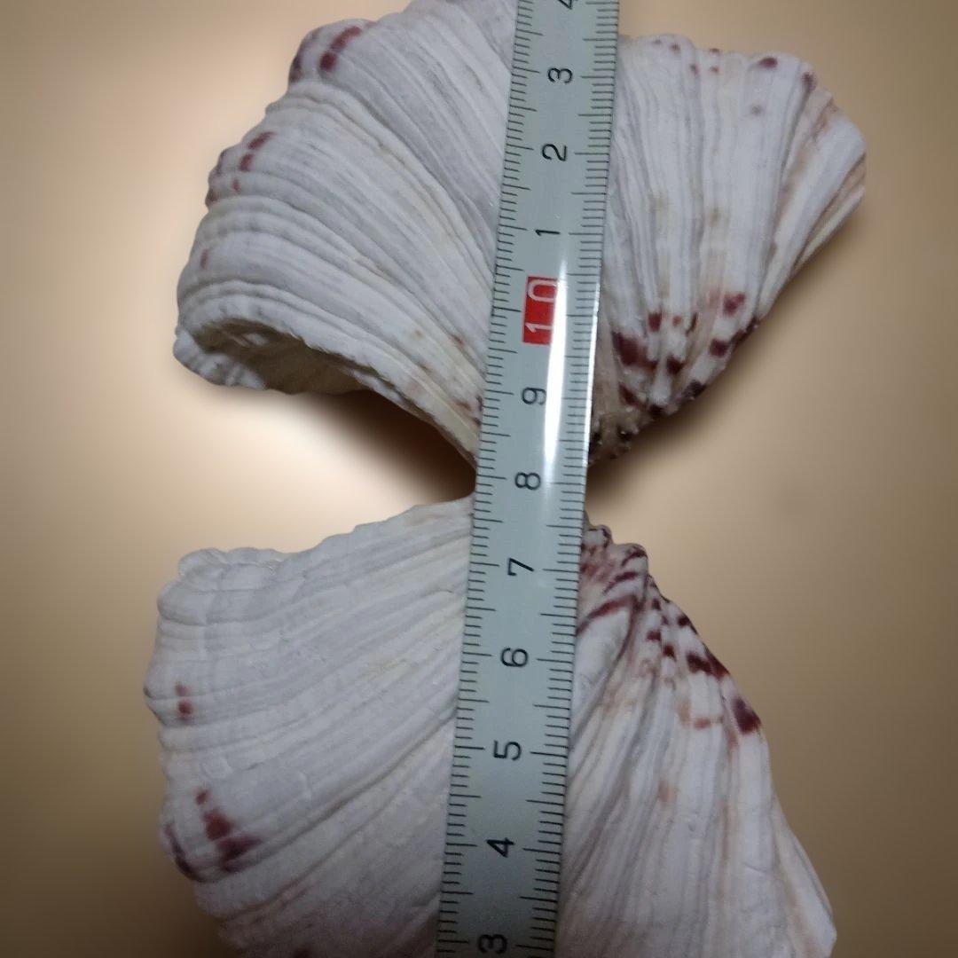 貴重♡♡天然貝殻型装飾品