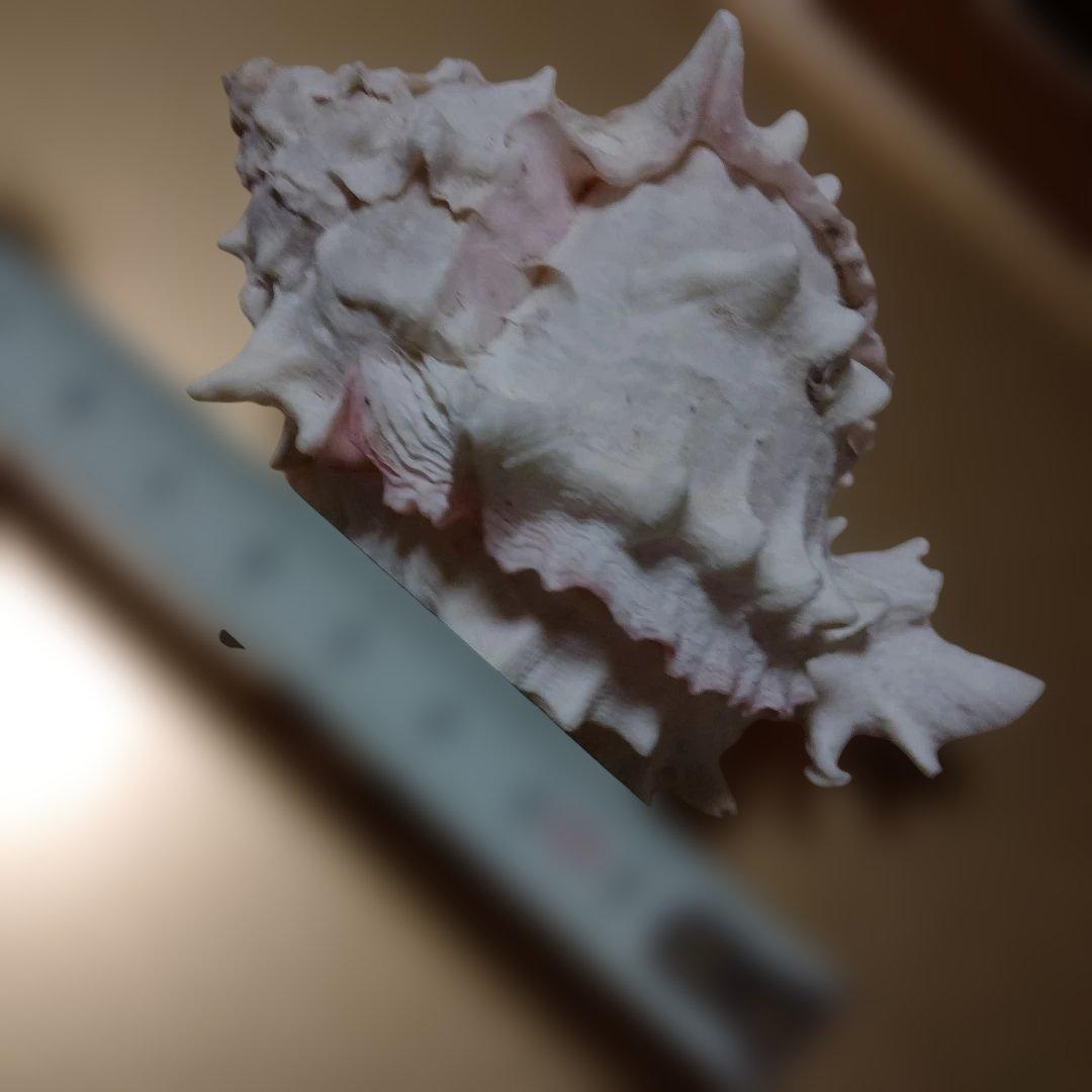 貴重♡♡天然貝殻型装飾品