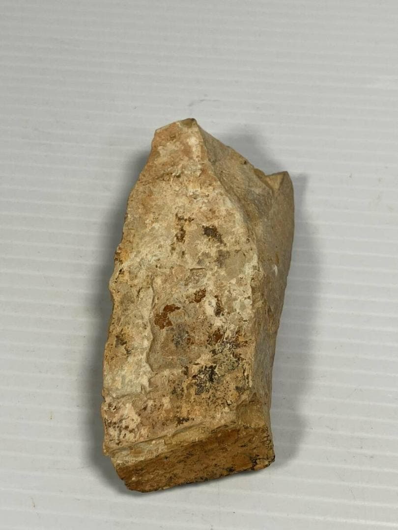 カンブリア紀 Cricocosmia jinningensis 化石