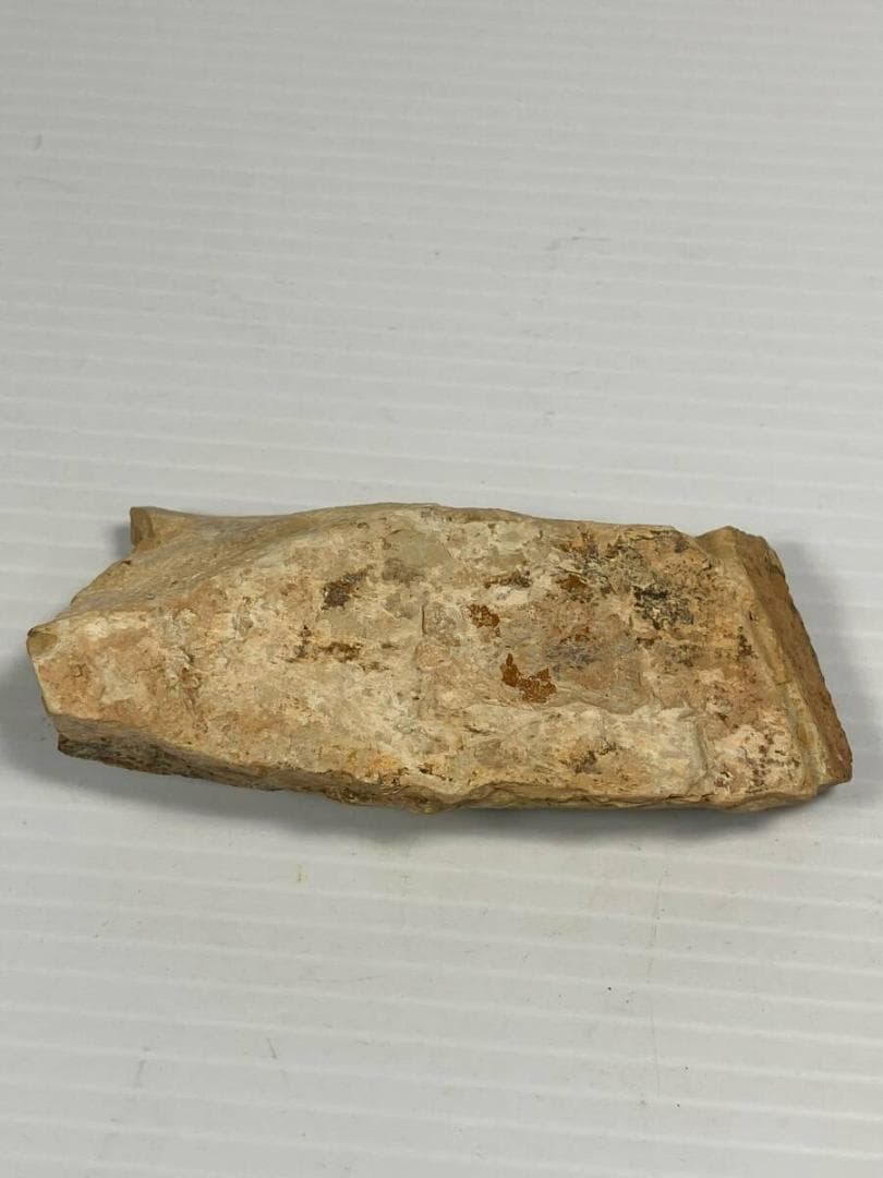 カンブリア紀 Cricocosmia jinningensis 化石