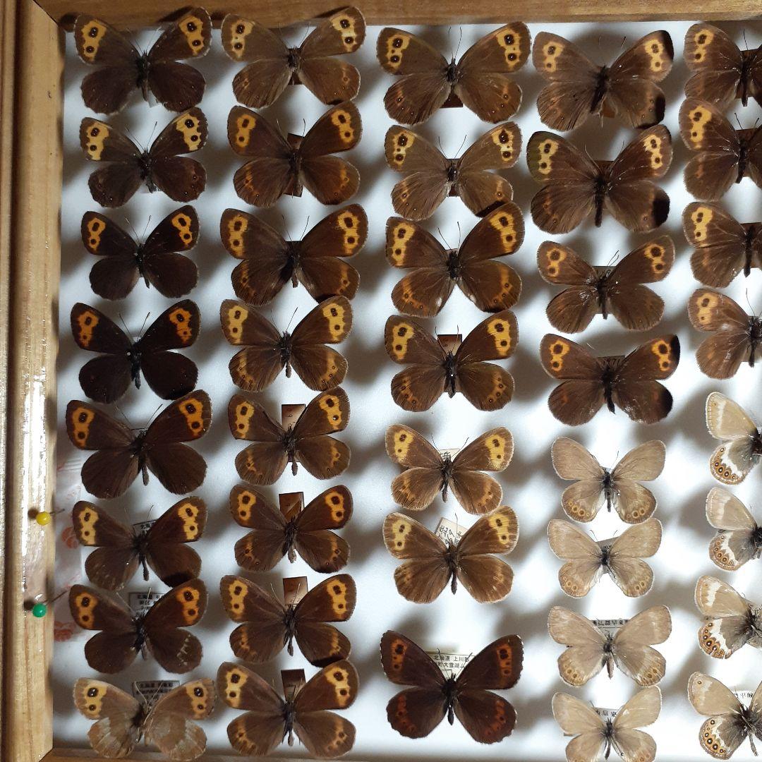 蝶標本ベニヒカゲ、クモマベニヒカゲ、シロオビヒメヒカゲ中型ドイツ標本箱入り