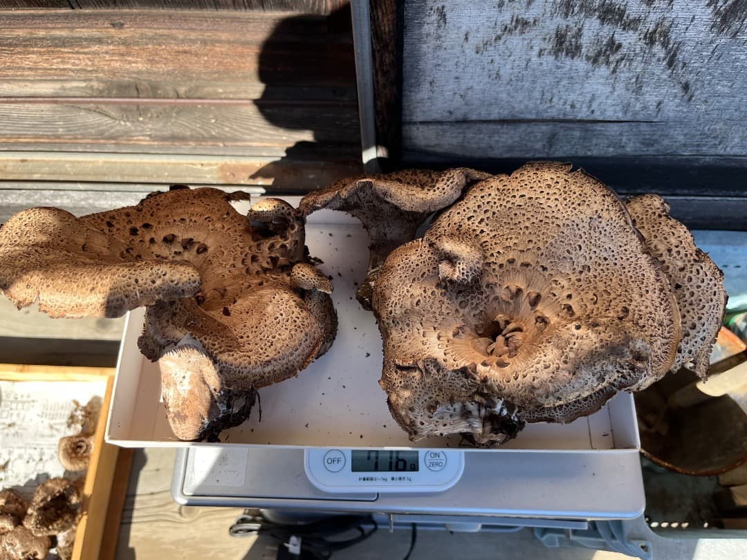 香茸　天然香茸　1111グラム