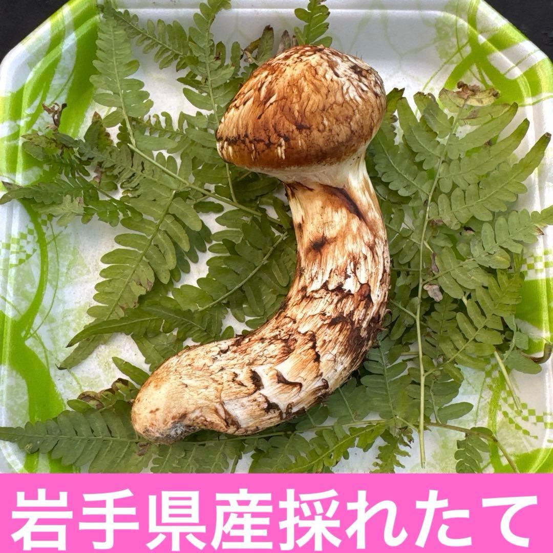 岩手県産　採れたて！　松茸　マツタケ　まつたけ　天然　国産