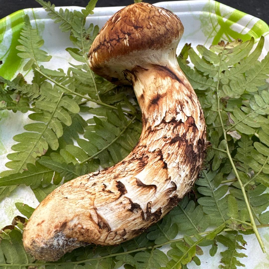 岩手県産　採れたて！　松茸　マツタケ　まつたけ　天然　国産