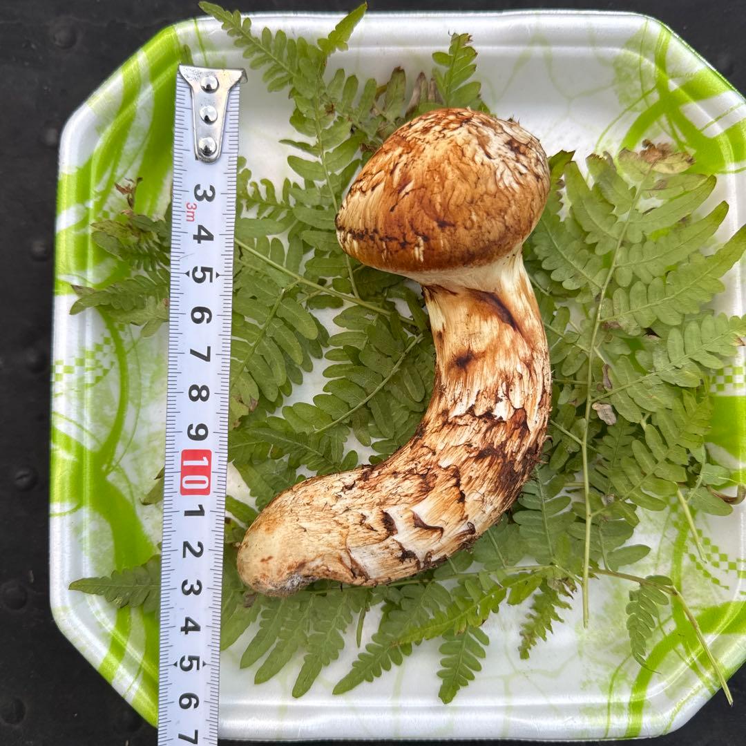 岩手県産　採れたて！　松茸　マツタケ　まつたけ　天然　国産