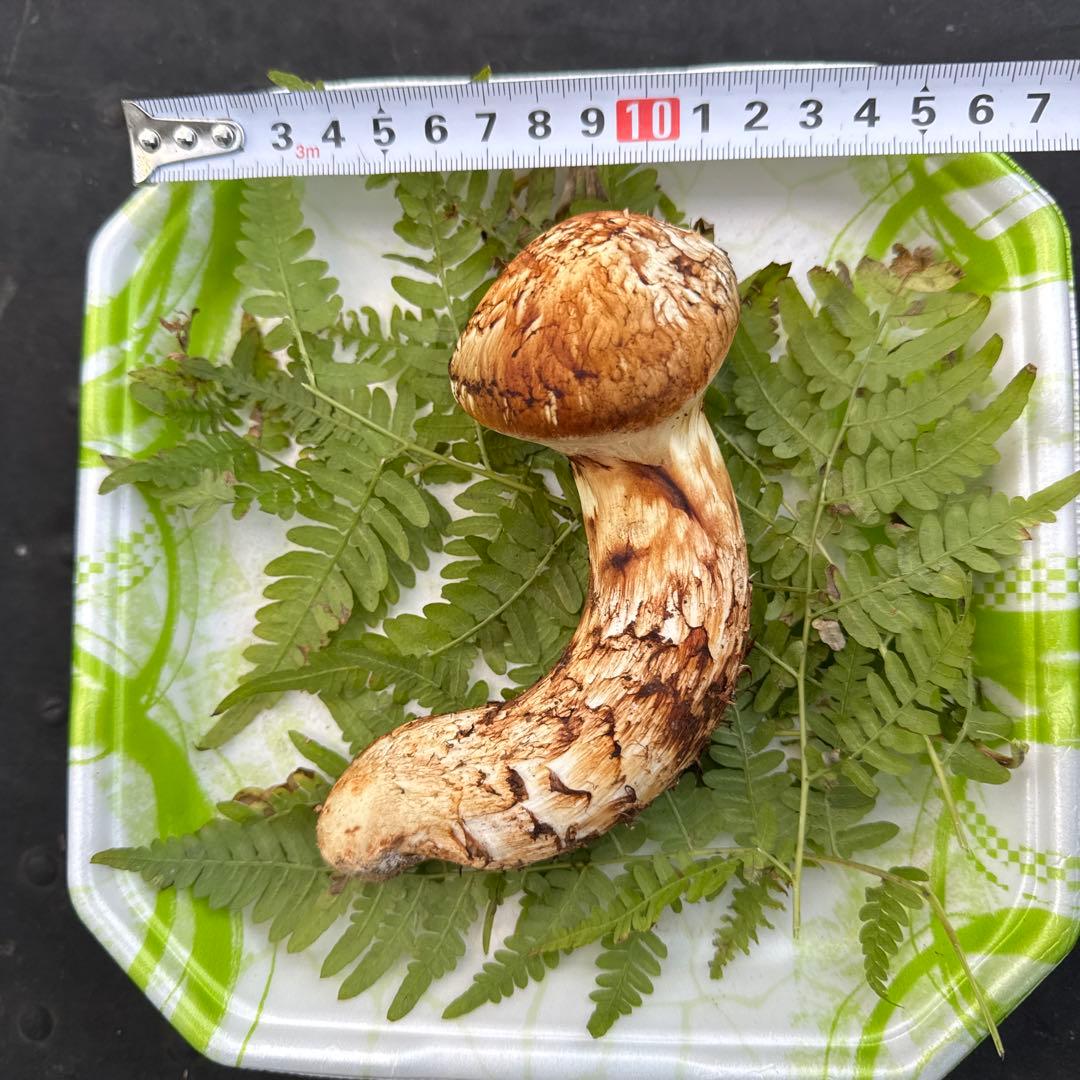 岩手県産　採れたて！　松茸　マツタケ　まつたけ　天然　国産