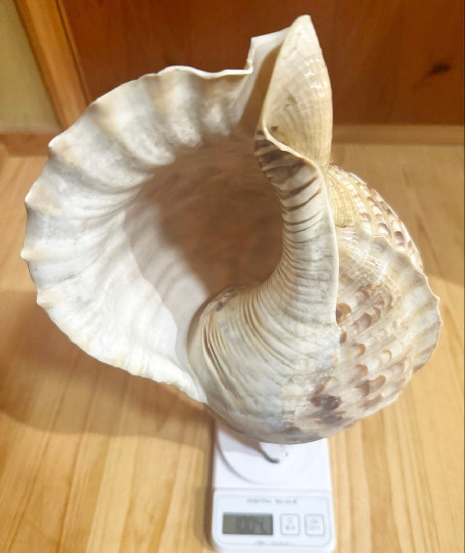 大型修験道法螺貝39㎝　山伏　密教　魔除け　熊よけ❣️ホラガイ　ほら貝