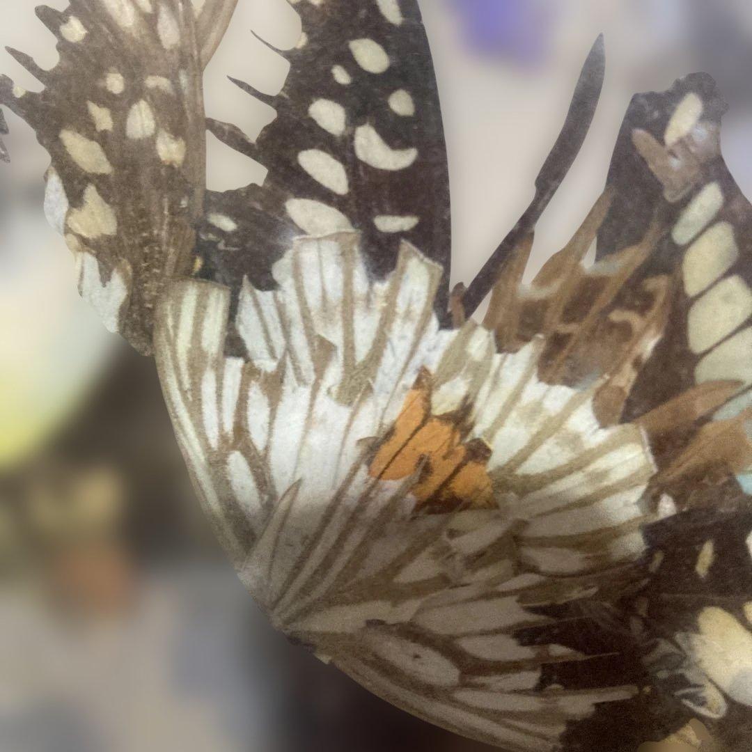 花瓶の花 絵画 黒フレーム付きアゲハちょうの羽で作った物