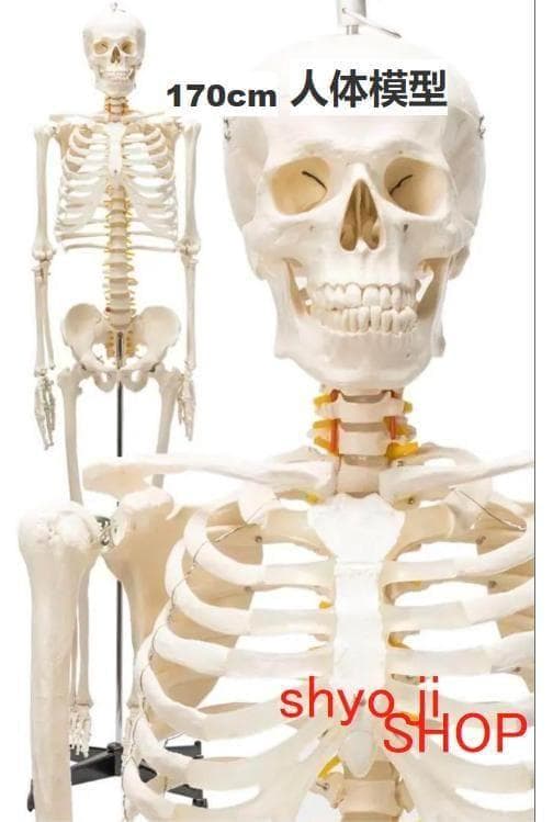 R1743等身大 人体模型 170cm神経根有り全身骨格模型 骨格標本 骸骨模型