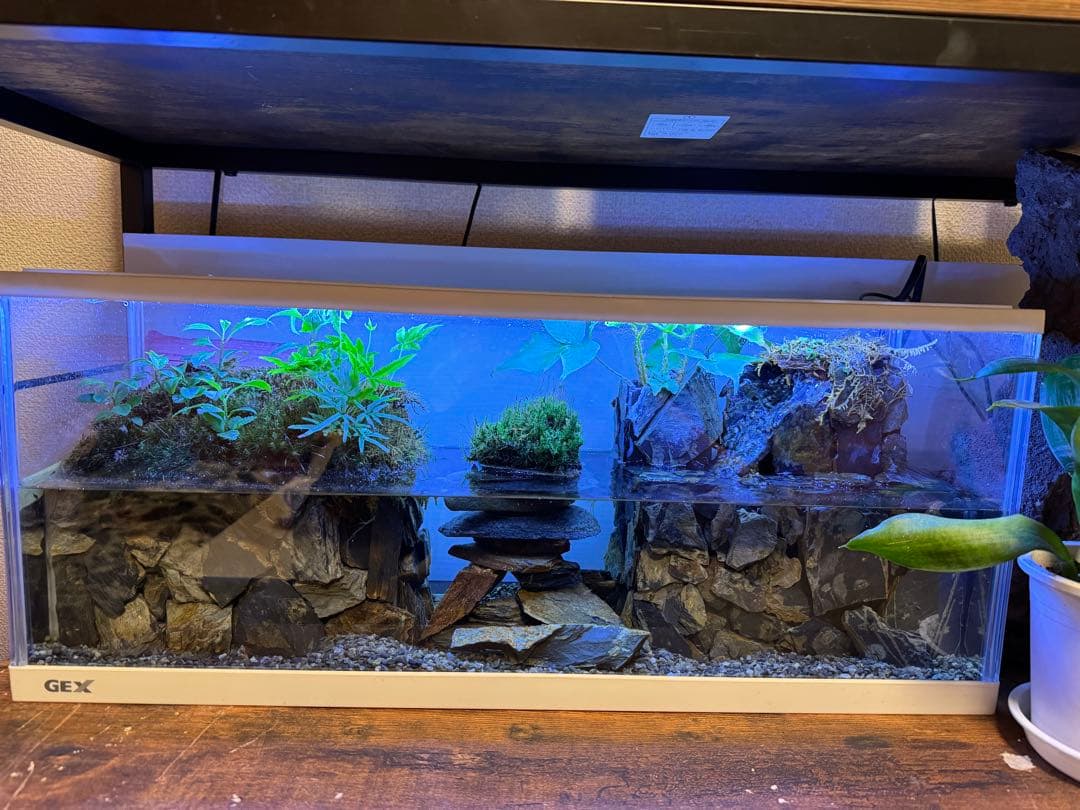 水の流れる滝テラリウム水槽　苔テラリウム