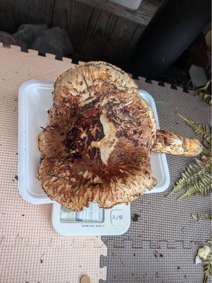 岩手県産松茸 277g