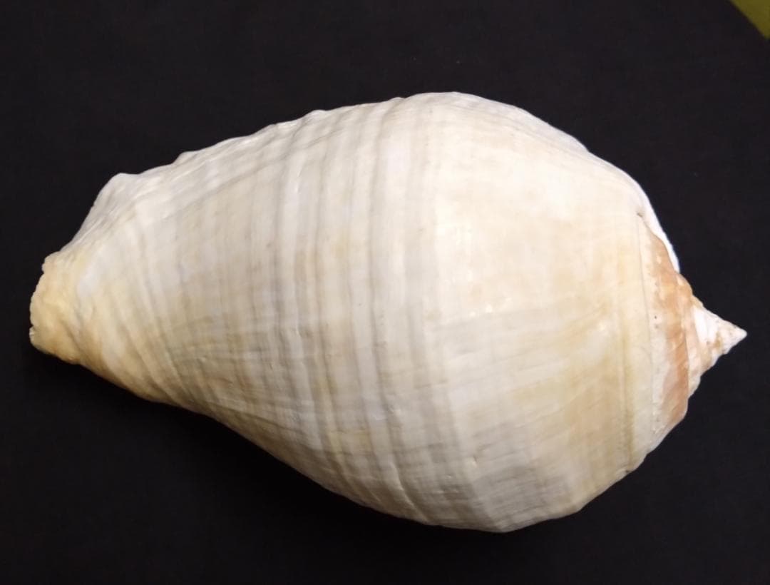 貝　標本　カブトソデガイ　超大型２１㎝