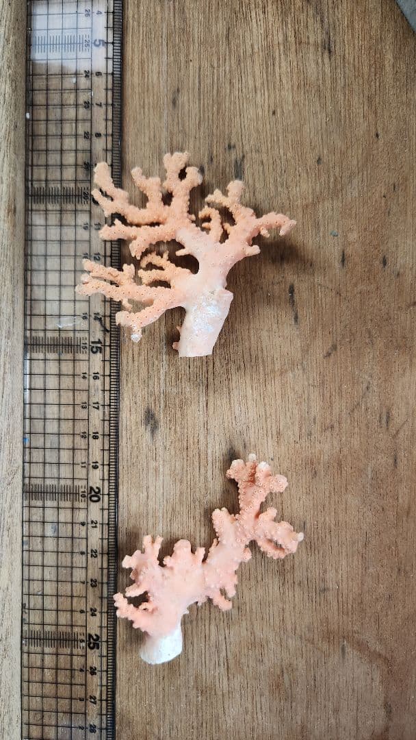 サンゴ ピンク 2個セット