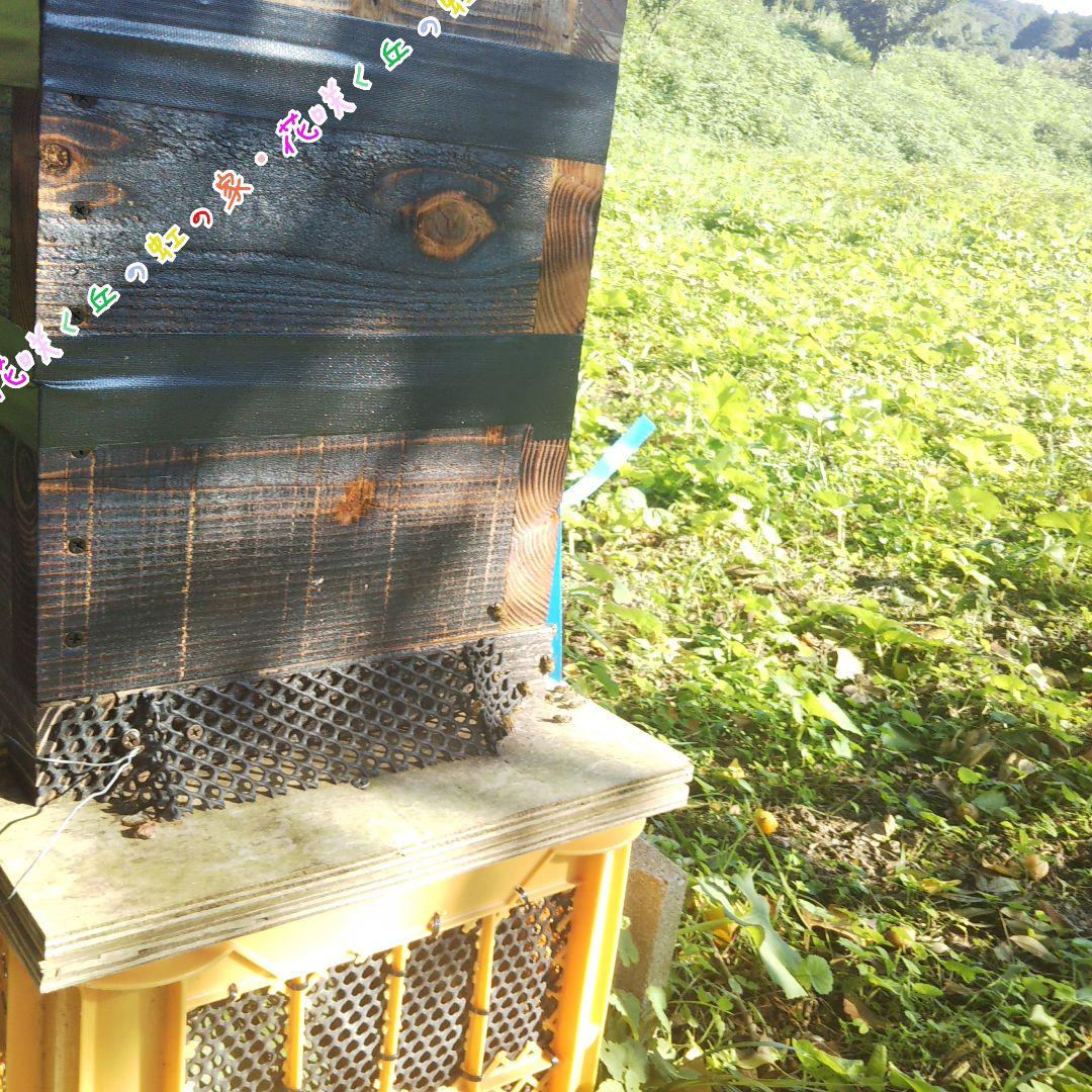 日本蜜蜂　百花蜜　500g×2本　生はちみつ