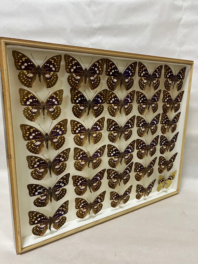 希少蝶の標本オオムラサキ等採取1982/1987等ケース約50x42x6cm