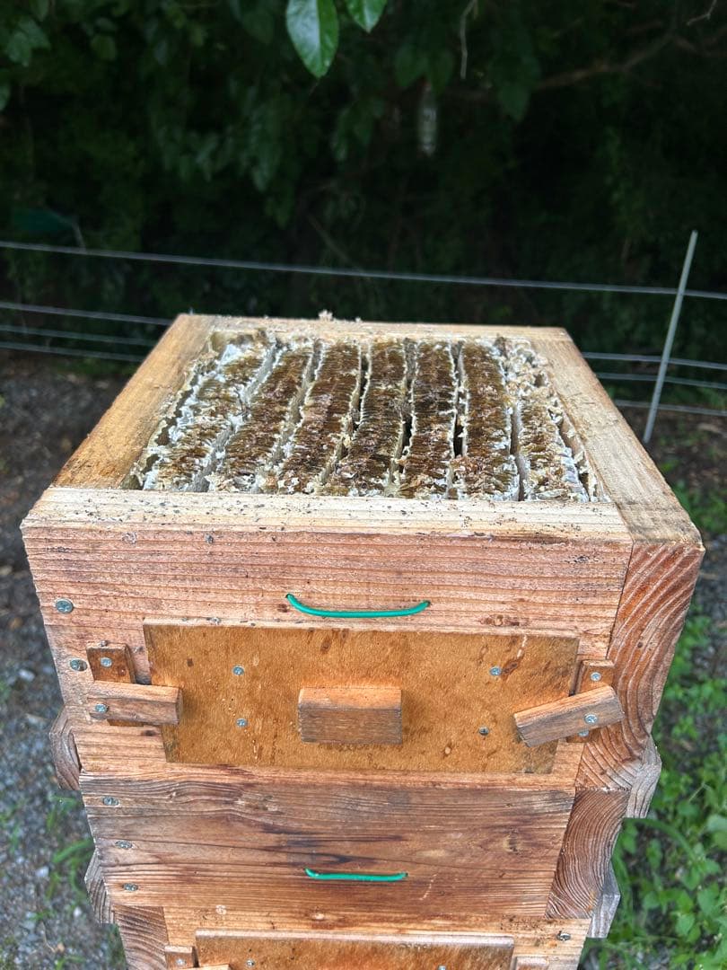 日本ミツバチ・純粋天然蜂蜜1000g