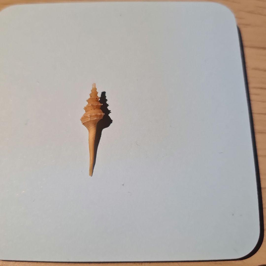 貝殻 Coluzea Groschi