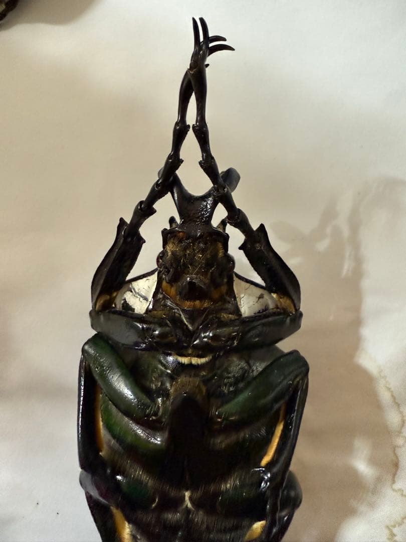カメルーン　ゴライアスオオツノハナムグリ　約93mm M8