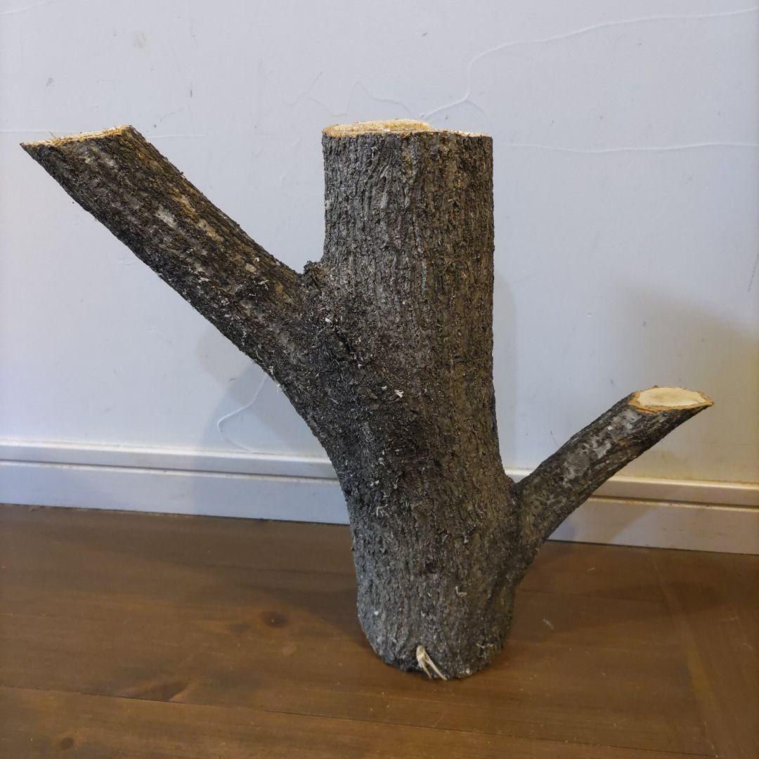 直径10cm　くぬぎ とまり木 自立　昆虫　トカゲ　爬虫類　無農薬無消毒