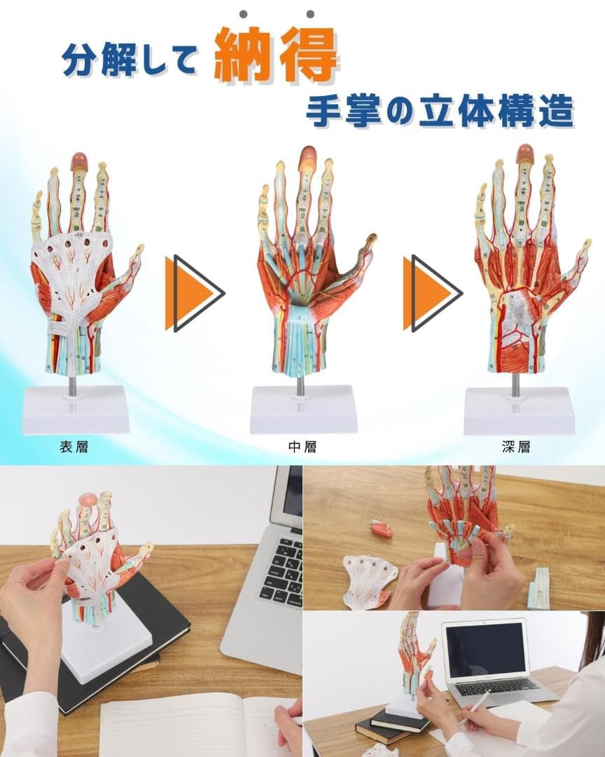 人体模型　手解剖模型 7パーツ分解 等身大 軟部組織付き