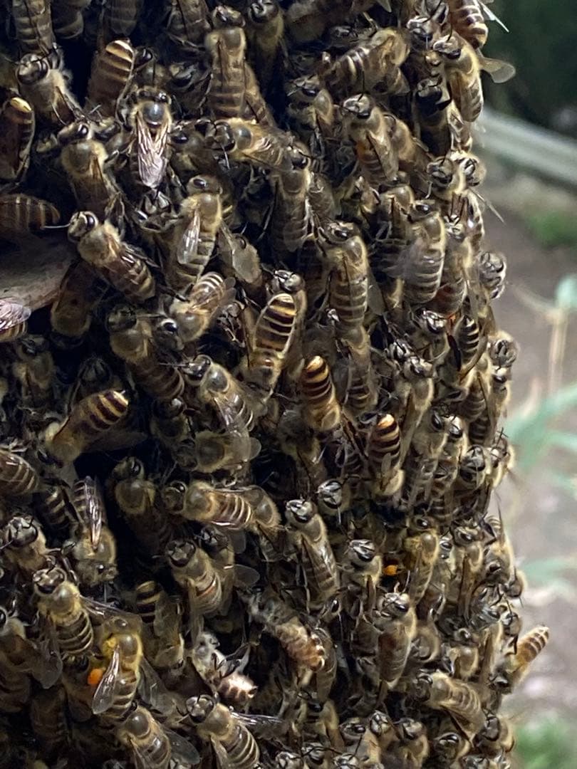 はちみつ　日本蜜蜂のハチミツ　奥山の奥の蜂蜜　国産蜂蜜愛媛産