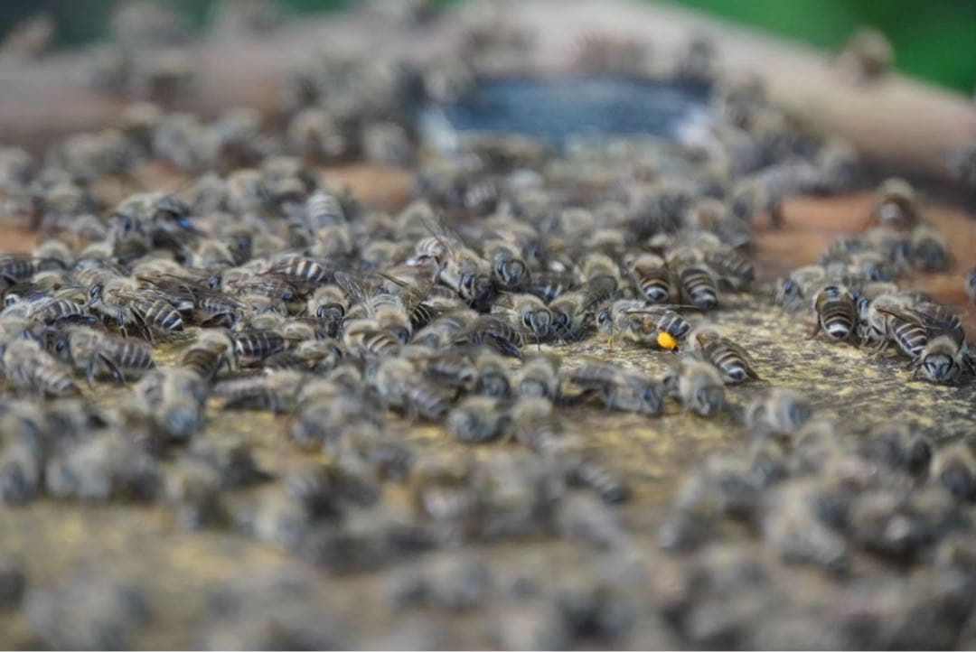 はちみつ　日本蜜蜂のハチミツ　奥山の奥の蜂蜜　国産蜂蜜愛媛産