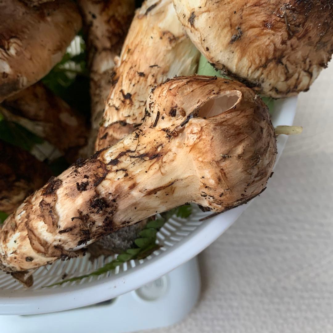 18日収穫　岩手県産　天然　松茸　649g 大量です！