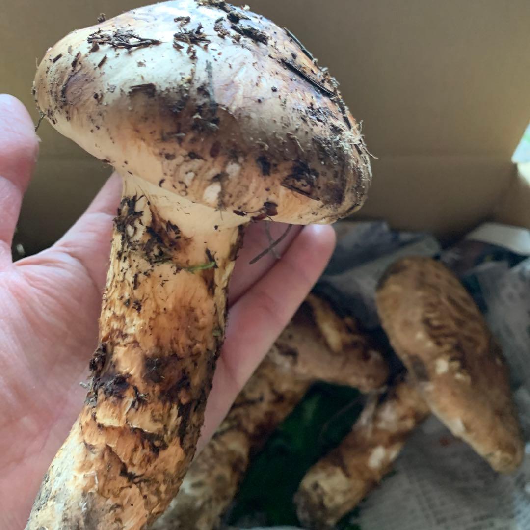 18日収穫　岩手県産　天然　松茸　649g 大量です！