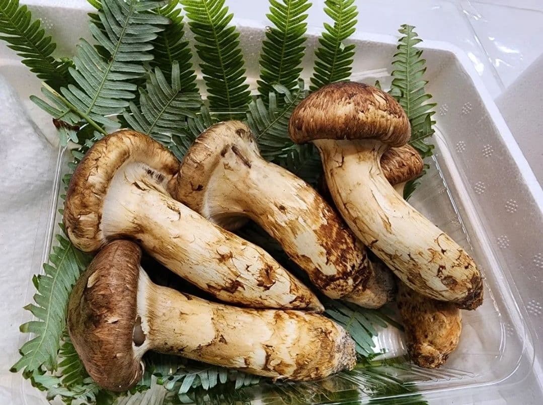 岩手産 特秀品【天然 大つぼみ 松茸 約400g前後】3~5本 御供 贈答