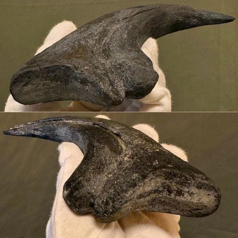 アロサウルス ハンドクロウ かぎ爪 化石標本 肉食恐竜 獣脚類 1498