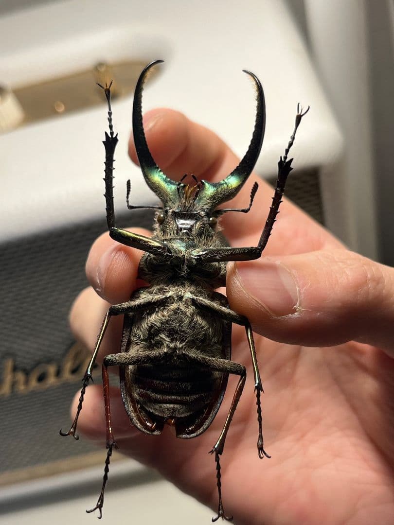 【顎MAZIORA】ギガンテウスシワバネクワガタ 昆虫標本 ニジイロクワガタ