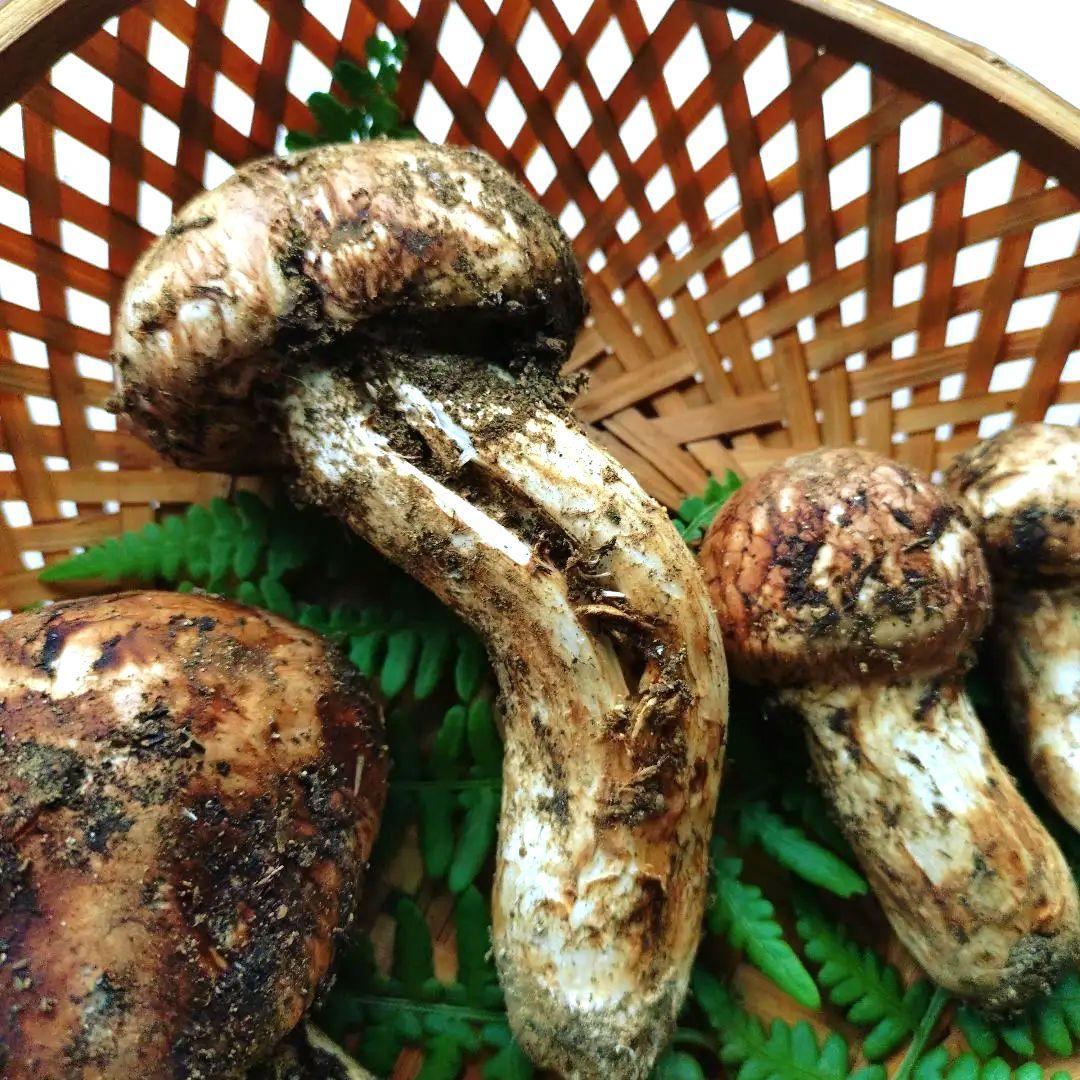10/15 南信州産 松茸 240g　16日発送