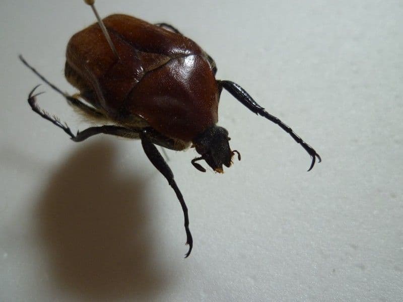 【外国産ハナムグリ標本】シリケブカハナムグリ/オーストラリア産/37mm