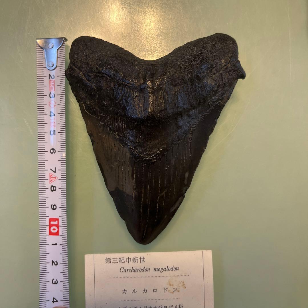 メガロドンの歯　値段交渉ok