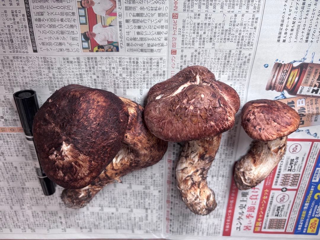 岩手県産松茸　495グラム