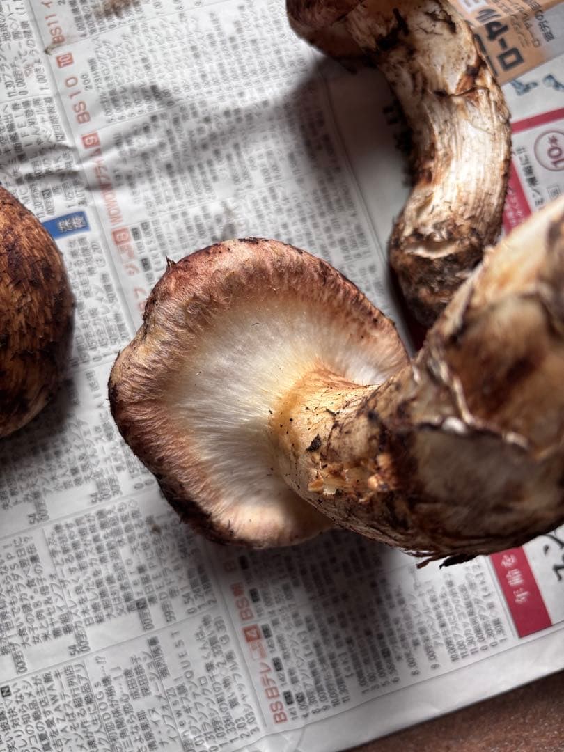 岩手県産松茸　495グラム