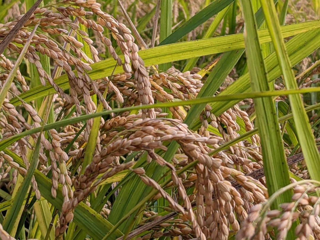 ★自然栽培米　玄米30kg(10kg×3)　令和7年度　熊本県産　森のくまさん★